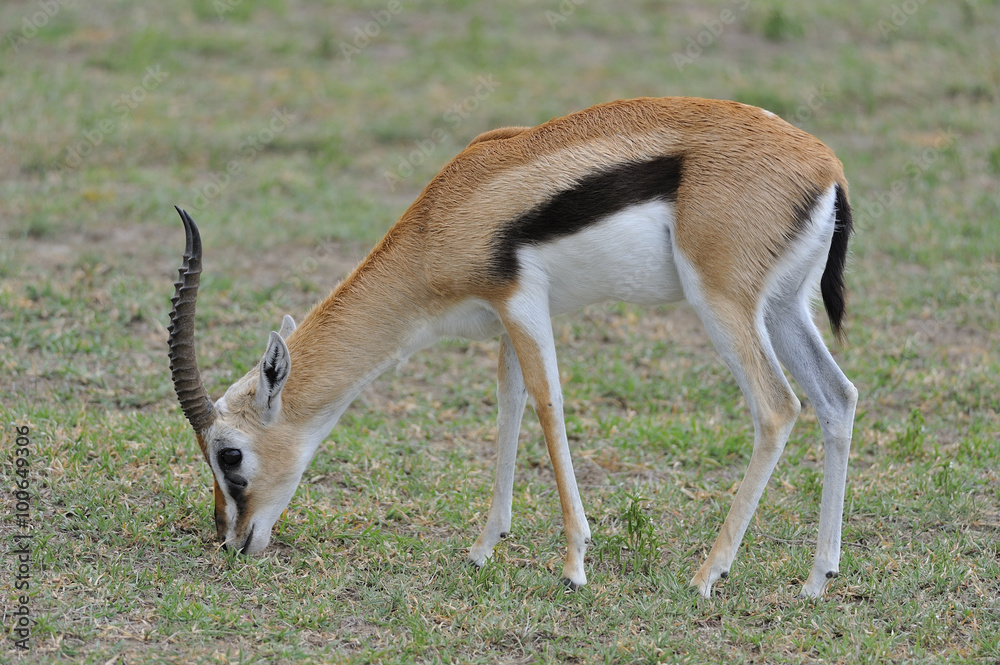 Fototapeta premium Tanzania parco Serengeti Ngoro Ngoro gazzella di thomson