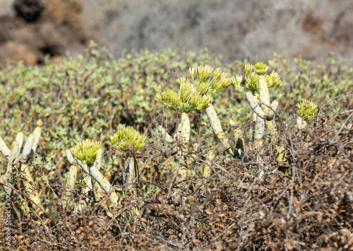  bush of Euphorbia balsamifera, tabaiba dulce, native to Canary Islands