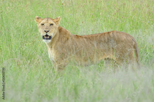 Tanzania Parco Serengeti leonessa  