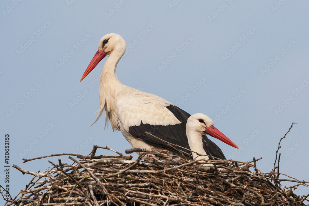Fototapeta premium White storks on nest