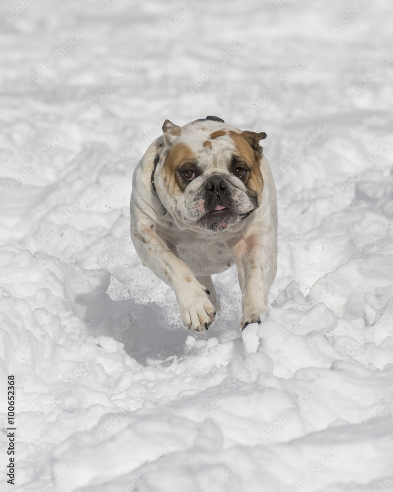 White bulldog charging through the snow