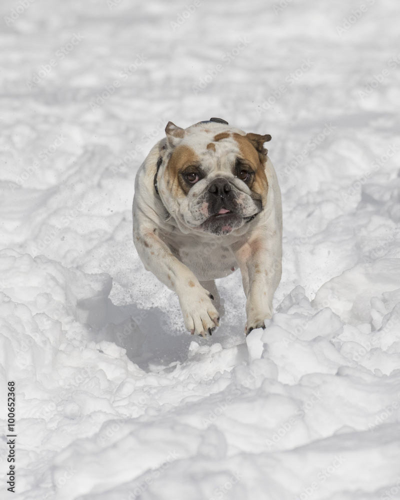 Obraz premium White bulldog charging through the snow