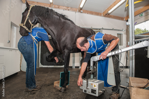 Radiographie et échographie d'un cheval et fouille d'une jument avec prise de sang et fibroscopie nasale brossage des dents électrique et ophtalmo-graphie problèmes respiratoire. photo