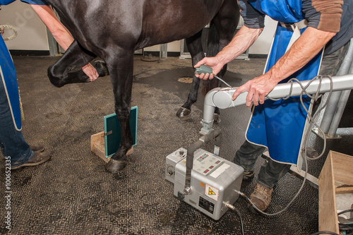 Radiographie et échographie d'un cheval et fouille d'une jument avec prise de sang et fibroscopie nasale brossage des dents électrique et ophtalmo-graphie problèmes respiratoire.