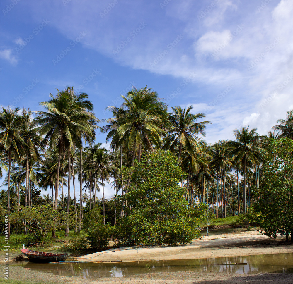 boat on the river under the coconut trees
