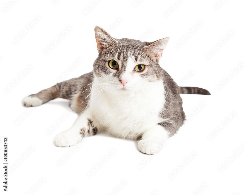 Pretty Grey and White Shorthair Cat Looking Forward
