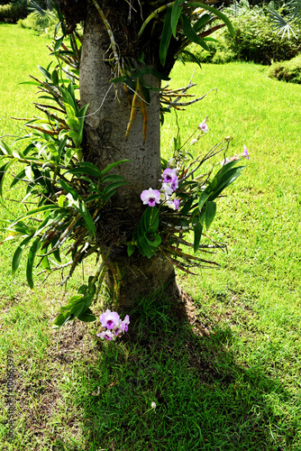 orchids