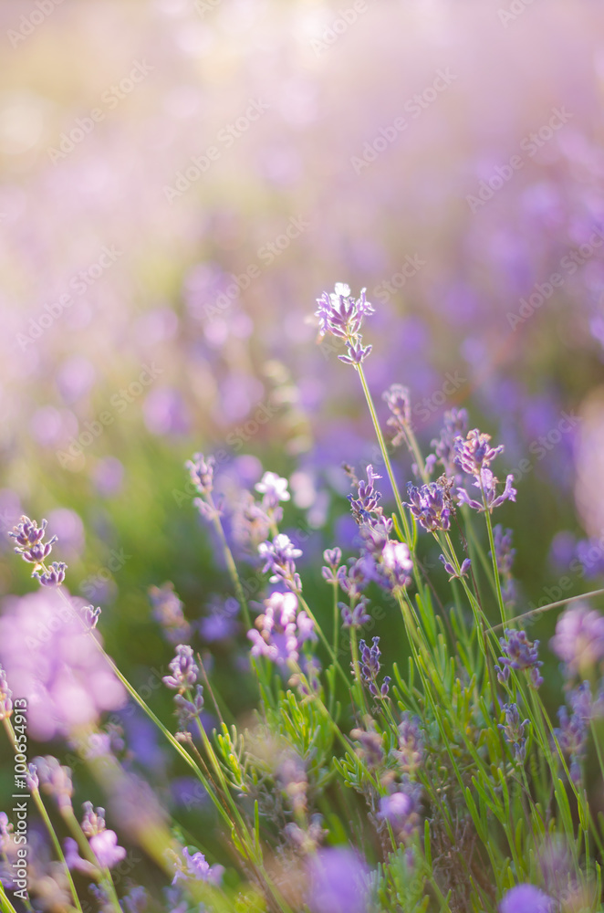 Fototapeta premium Blurring background lavender sunset. Crimean beauty at sunset