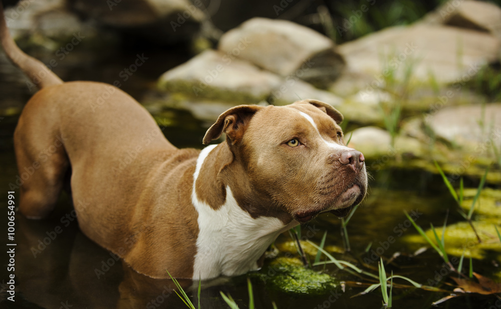 American Pit Bull Terrier standing in swampy water