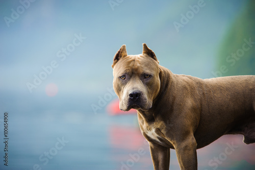 Fotografie, Tablou American Pit Bull Terrier in mountain lake area
