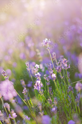 Blurring background lavender sunset. Crimean beauty at sunset