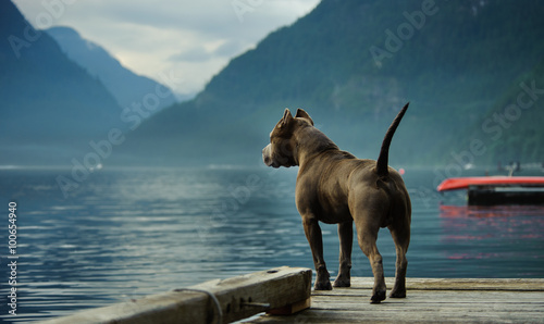 American Pit Bull Terrier standing on the dock and looking out at the mountains and lake photo