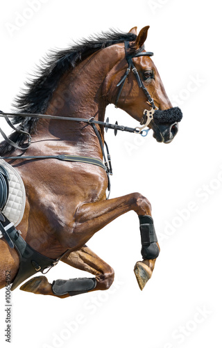 Close-up of chestnut jumping horse in a hackamore. Isolated on w