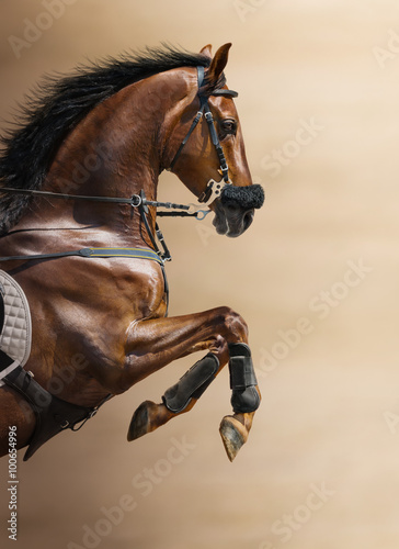 Close-up of chestnut jumping horse in a hackamore