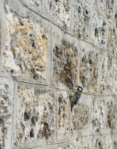 Old Stone Brick Wall Textured Background with a Bird