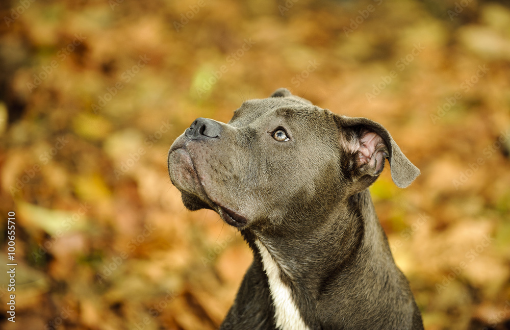 Portrait of America Pit Bull Terrier in leaves
