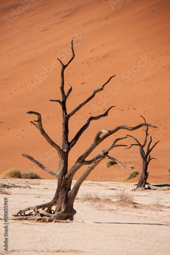 Fototapeta Naklejka Na Ścianę i Meble -  Dead Trees in Deadvlei, Namib Desert, Namibia