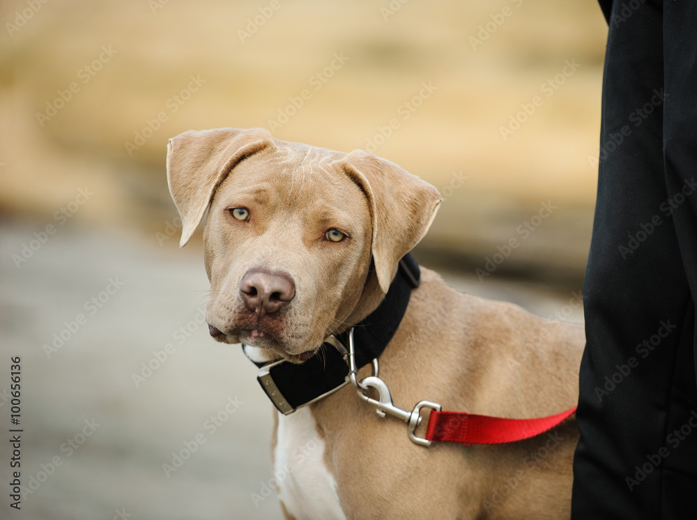 American Pit Bull Terrier puppy on a leash
