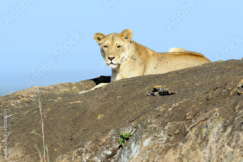 Tanzania Parco Serengeti leonessa 