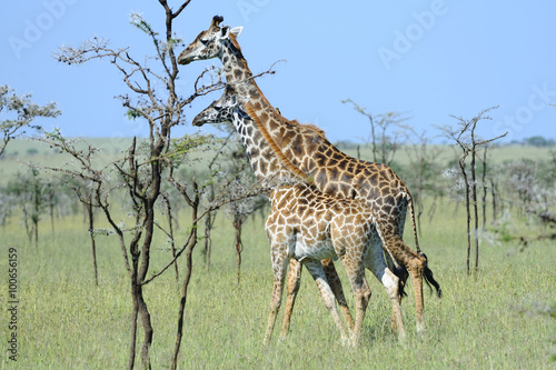 Fototapeta Naklejka Na Ścianę i Meble -  Tanzania Parco Serengeti giraffe
