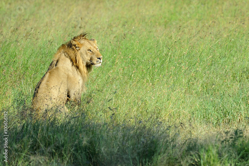 Tanzania Parco Serengeti leone
 photo