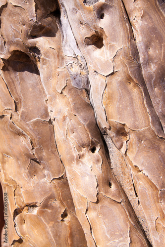 Fototapeta Naklejka Na Ścianę i Meble -  Texture of Bark of Quiver Tree  .