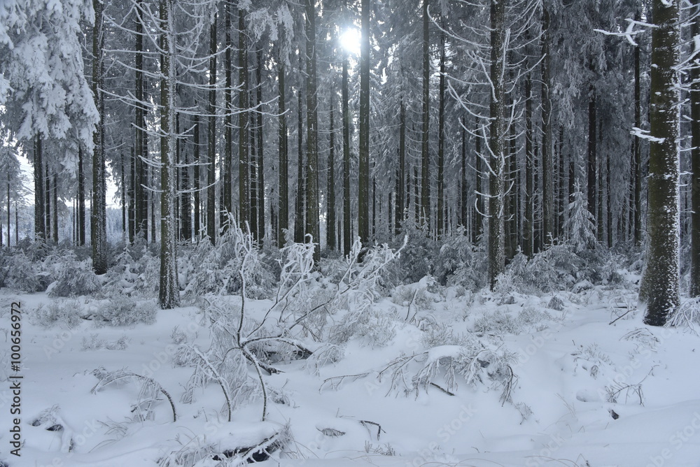 Fototapeta premium L'une des forêt de conifères sous la neige et une éclaircie au plateau des Hautes Fagnes en Belgique