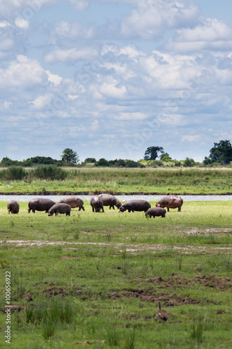 Herd of Hippopotamus Grazing near Chobe River, Botswana.