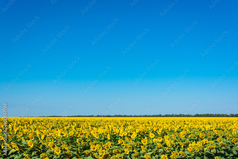 A large field of sunflowers.