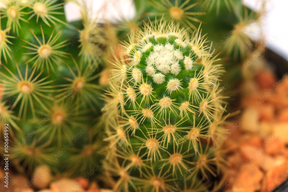 Cactus isolated on white background Cactus isolated on white background