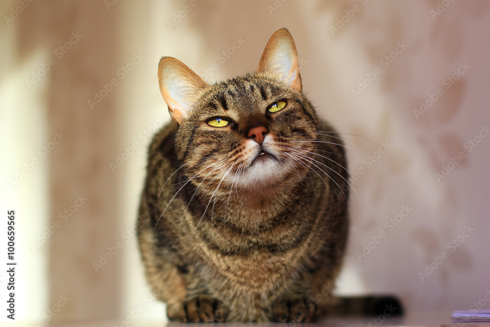 Obraz premium tabby cat with bright yellow eyes