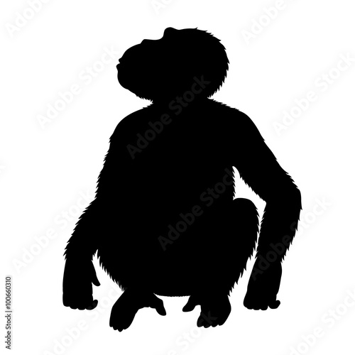 Vector black silhouette of a chimpanzee, sitting and looking up. Front view. Isolated on white.