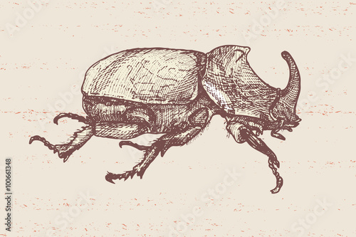 hand drawn vector insect - big and lazy beetle