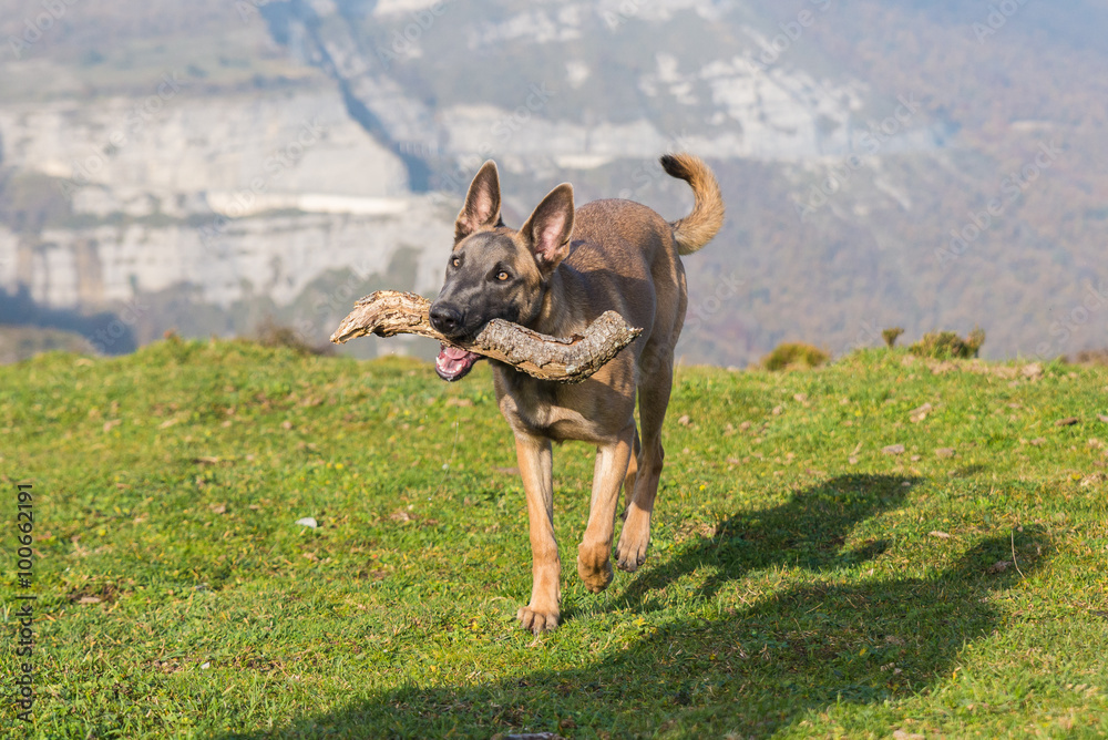 Belgian Malinois dog in the mountain Belgian Malinois dog in the mountain