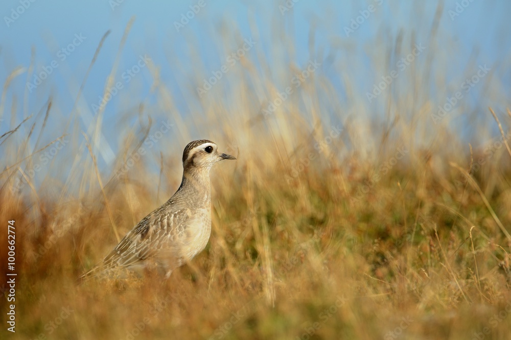 Fototapeta premium Eurasian Dotterel (Charadrius morinellus)