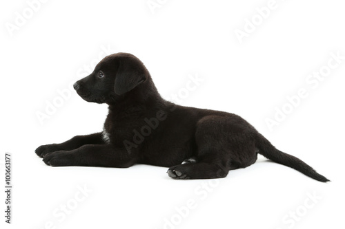 Beautiful black labrador puppy isolated on a white