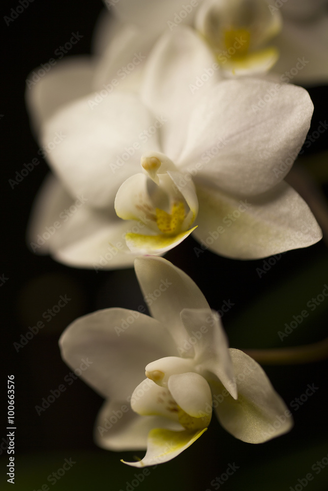 Fototapeta premium Orchid flower