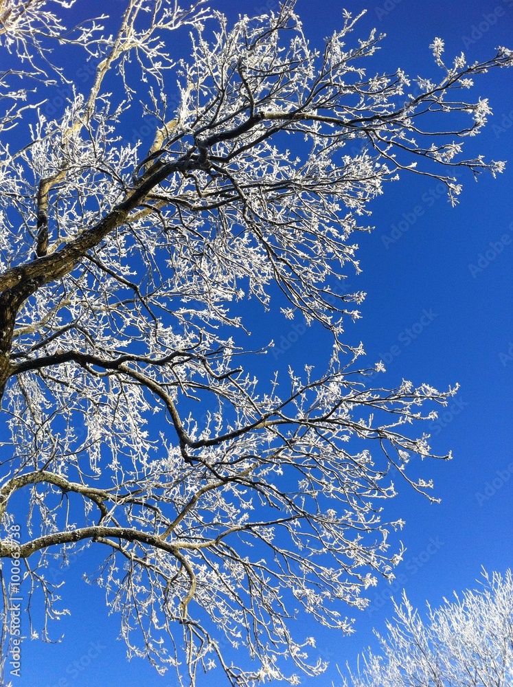 winter tree with blue sky 