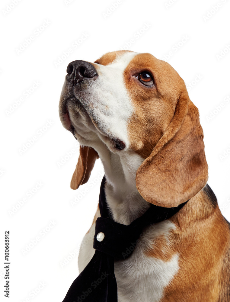 portrait of young beagle dog
