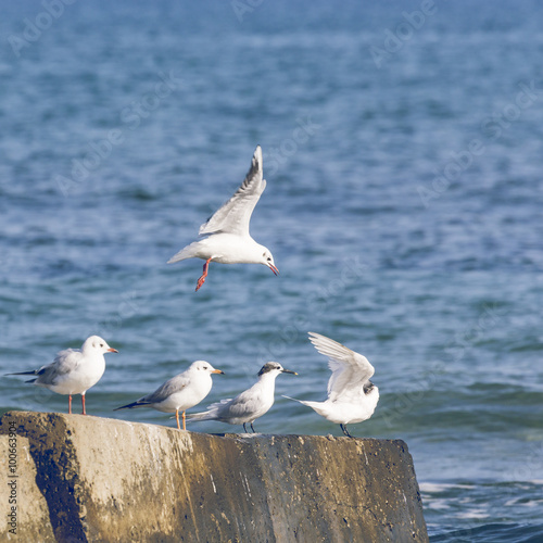 Group of seagulls