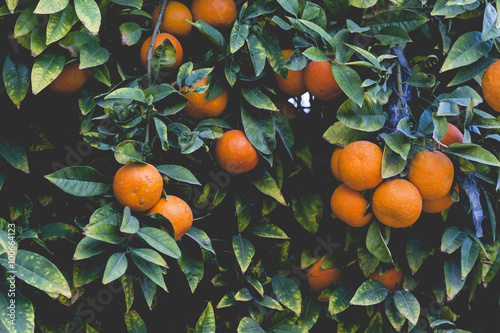 Branches with the fruits of the orange trees