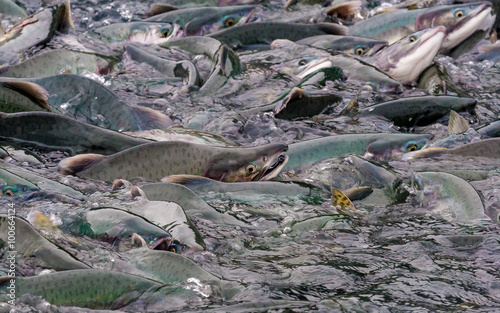 Pink salmon crowded in Alaska