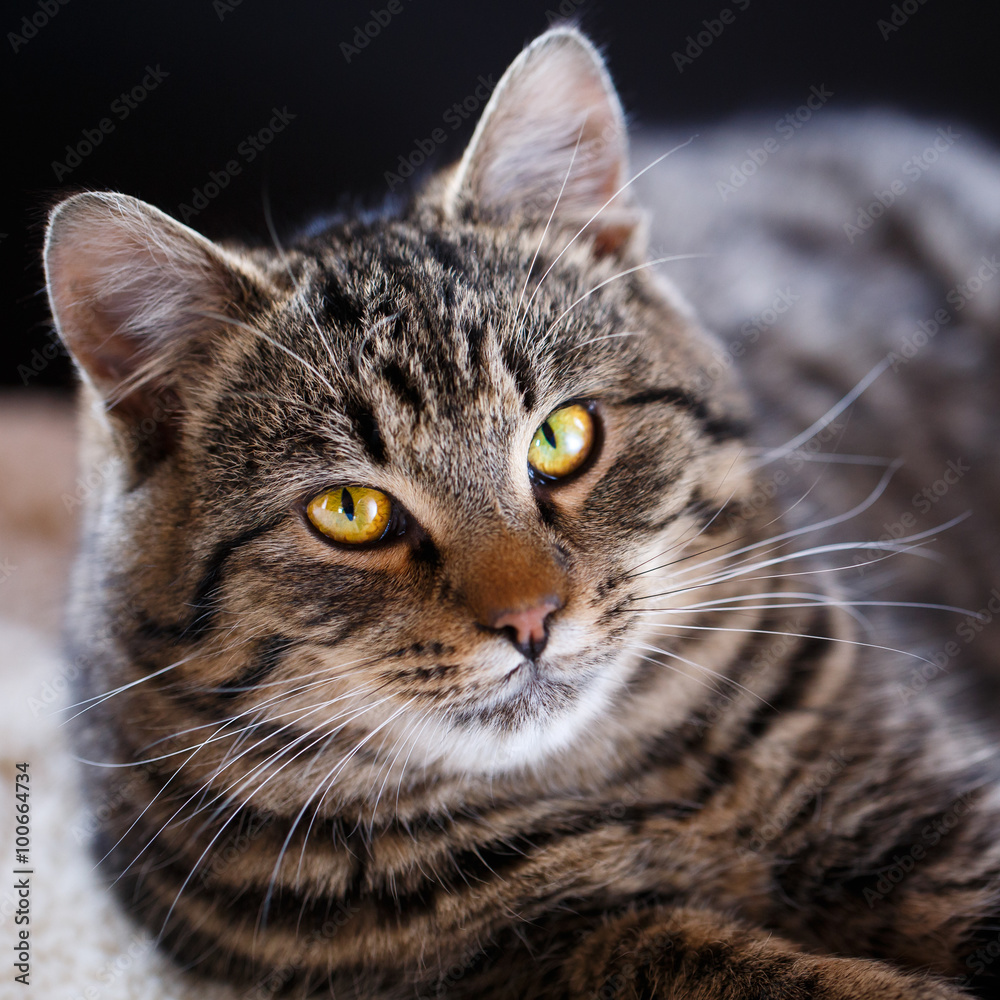 Tabby cat close up, selective focus