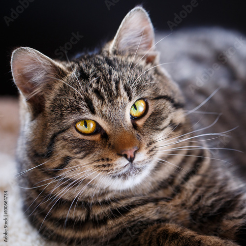 Tabby cat close up, selective focus