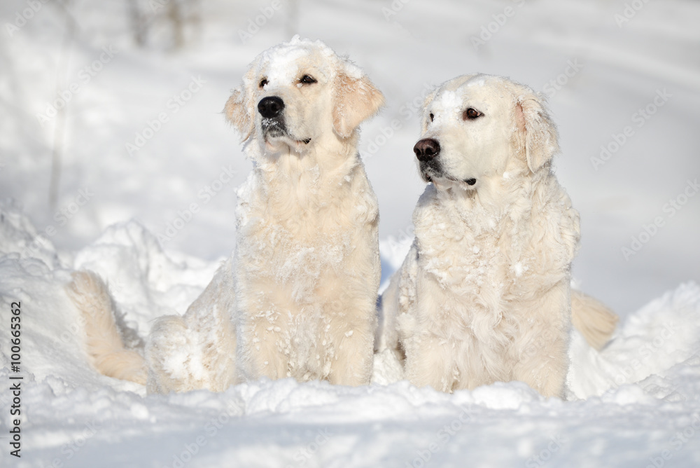 two golden retrievers sitting in the snow two golden retrievers sitting in the snow