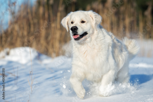 happy golden retriever dog running outdoors