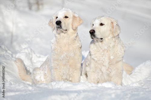Canvas Print two golden retrievers sitting in the snow
