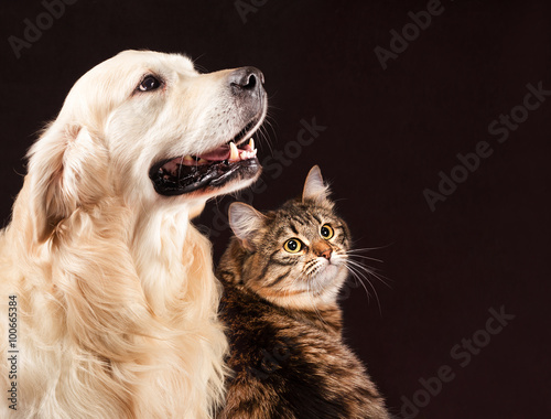 Cat and dog, siberian kitten , golden retriever looks at right