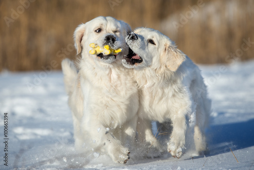Schilderij op canvas two golden retriever dogs playing with a toy outdoors in winter