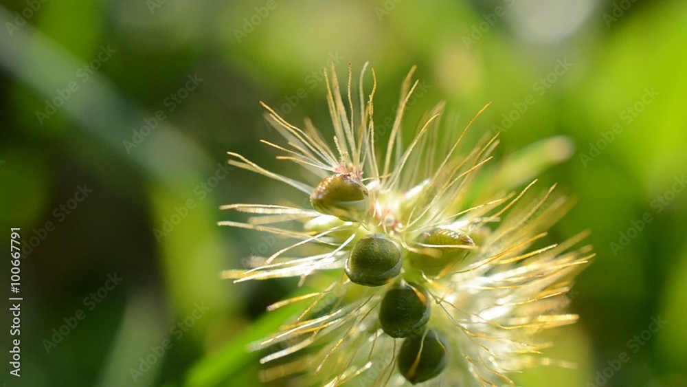 Grass, seeds, macro Grass, seeds, macro